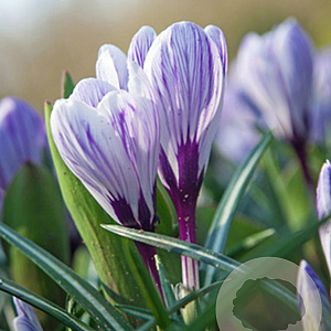 Crocus 'Pickwick' 8-9 cm verpakt per 100