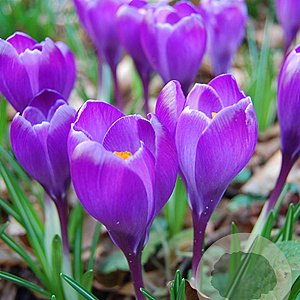 Crocus 'Remembrance' 8-9 cm verpakt per 100