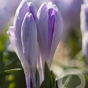 Crocus 'Vanguard' 8-9 cm verpakt per 100