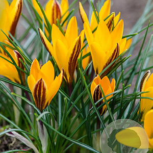 Crocus angustifolius 5 cm verpakt per 100
