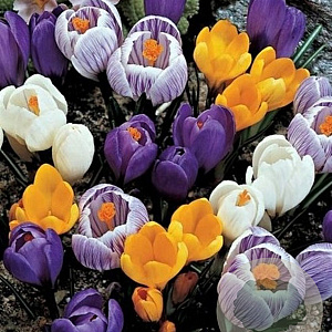 Crocus Grootbloemig gemengd 8-9 cm verpakt per 100