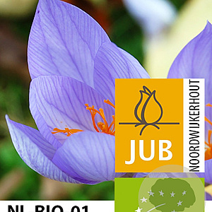 Crocus sativus 8-9 cm verpakt per 100