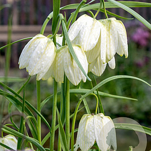 Fritillaria meleagris 'Alba' 5 cm verpakt per 100