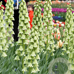 Fritillaria persica 'Ivory Bells' 20 cm verpakt per 10