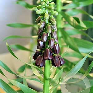 Fritillaria persica 'Purple Dynamite' 18-20 cm verpakt per 10