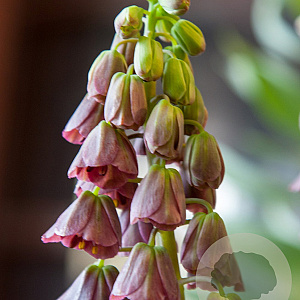 Fritillaria persica 'Purple Favorite' 18-20 cm verpakt per 10
