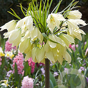 Fritillaria raddeana 16 CM verpakt per 10