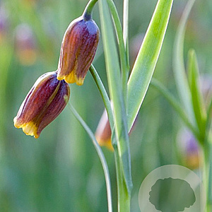 Fritillaria uva-vulpis verpakt per 100