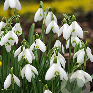Galanthus elwesii verpakt per 100