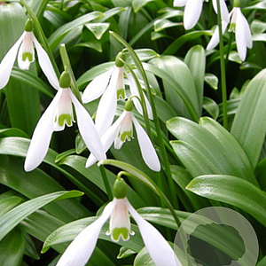 Galanthus woronowii verpakt per 100