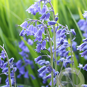 Hyacinthoides non-scripta verpakt per 100
