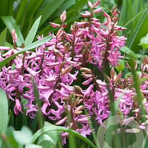 Hyacinthus 'Multiflora Roze' GM verpakt per 25