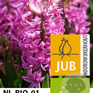 Hyacinthus 'Pink Pearl' verpakt per 50