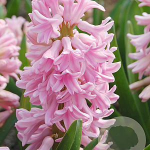Hyacinthus 'Pink Surprise' verpakt per 50