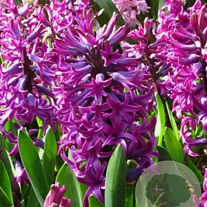 Hyacinthus 'Woodstock' verpakt per 50