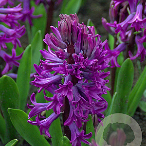 Hyacinthus Purple Sensation verpakt per 50