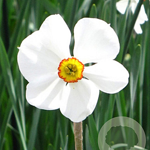 Narcissus 'Actaea' 12-14 cm verpakt per 10