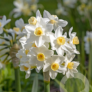 Narcissus 'Avalanche' verpakt per 100