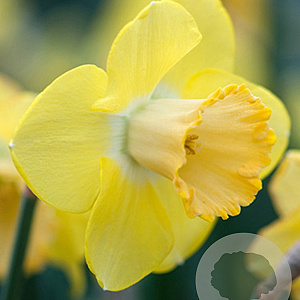 Narcissus 'Avalon' 12-14 cm verpakt per 10