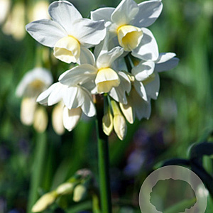 Narcissus 'Silver Chimes' 15-17CM verpakt per 100