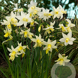 Narcissus 'Toto' 8-9 cm verpakt per 100