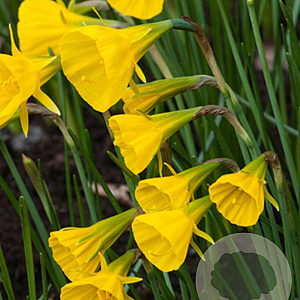 Narcissus (bul) 'Golden Bells' 6-8 cm verpakt per 100