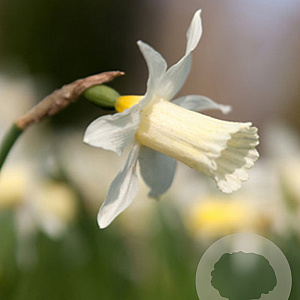 Narcissus Elka 8 cm verpakt per 100
