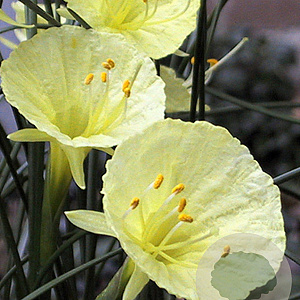 Narcissus Julia Jane 5 cm verpakt per 100
