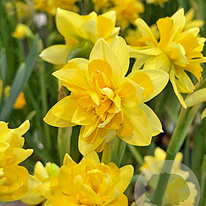 Narcissus Tête Bouclé 11-12 cm verpakt per 100