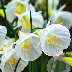 Narcissus White Petticoat 6-8 cm verpakt per 100