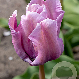 Tulipa 'Blue Parrot' 11-12 cm verpakt per 100
