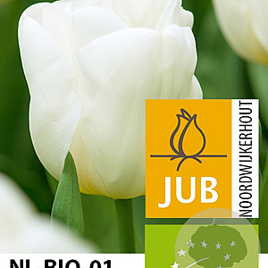 Tulipa 'Calgary' 11-12 cm verpakt per 100