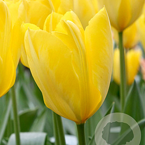 Tulipa 'Candela' 11-12 cm verpakt per 100
