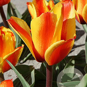Tulipa 'Cape Cod' 11-12 cm verpakt per 100