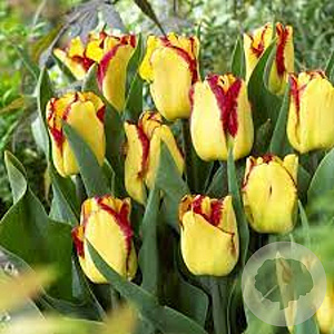 Tulipa 'Cape Town' 12 cm verpakt per 100