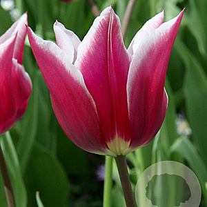 Tulipa 'Claudia' 11-12 cm verpakt per 100