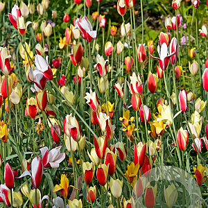 Tulipa 'clusiana' Mix verpakt per 100