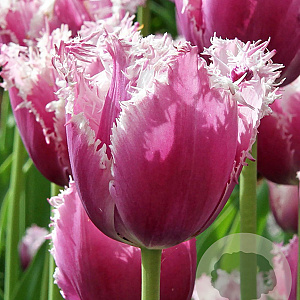 Tulipa 'Cummins' 12 cm verpakt per 100