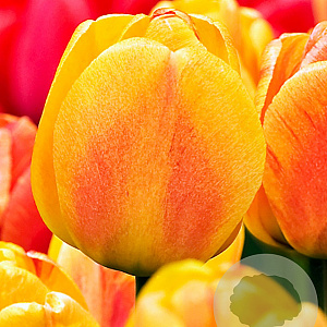 Tulipa Beauty of Apeldoorn 11-12 cm verpakt per 100