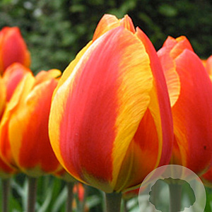 Tulipa 'Flair' 11-12 cm verpakt per 100