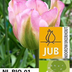 Tulipa 'Groenland' 11-12 cm verpakt per 100