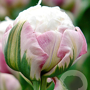 Tulipa 'Ice Cream' 11-12 cm verpakt per 100