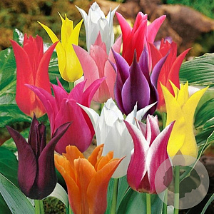 Tulipa 'Leliebloemig' Mix 11-12 cm verpakt per 100