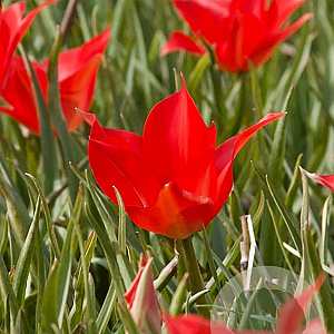 Tulipa 'linifolia' verpakt per 100