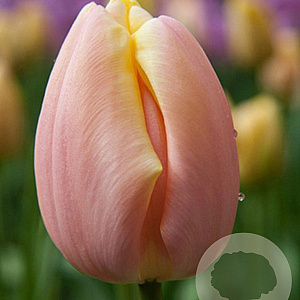 Tulipa 'Mango Charm' 11-12 cm verpakt per 100