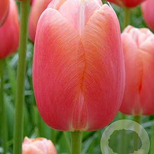 Tulipa 'Menton' 11-12 cm verpakt per 100