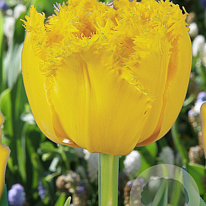 Tulipa 'Mon Amour' 11-12 cm verpakt per 100