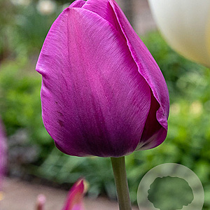 Tulipa 'Negrita' 11-12 cm verpakt per 100