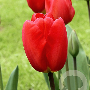 Tulipa 'Oxford' 11-12 cm verpakt per 100