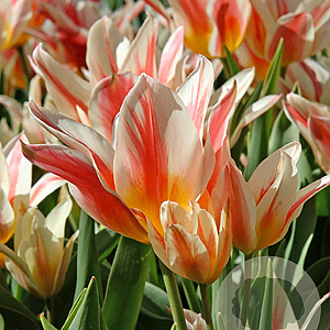 Tulipa 'Quebec' 11-12 cm verpakt per 100